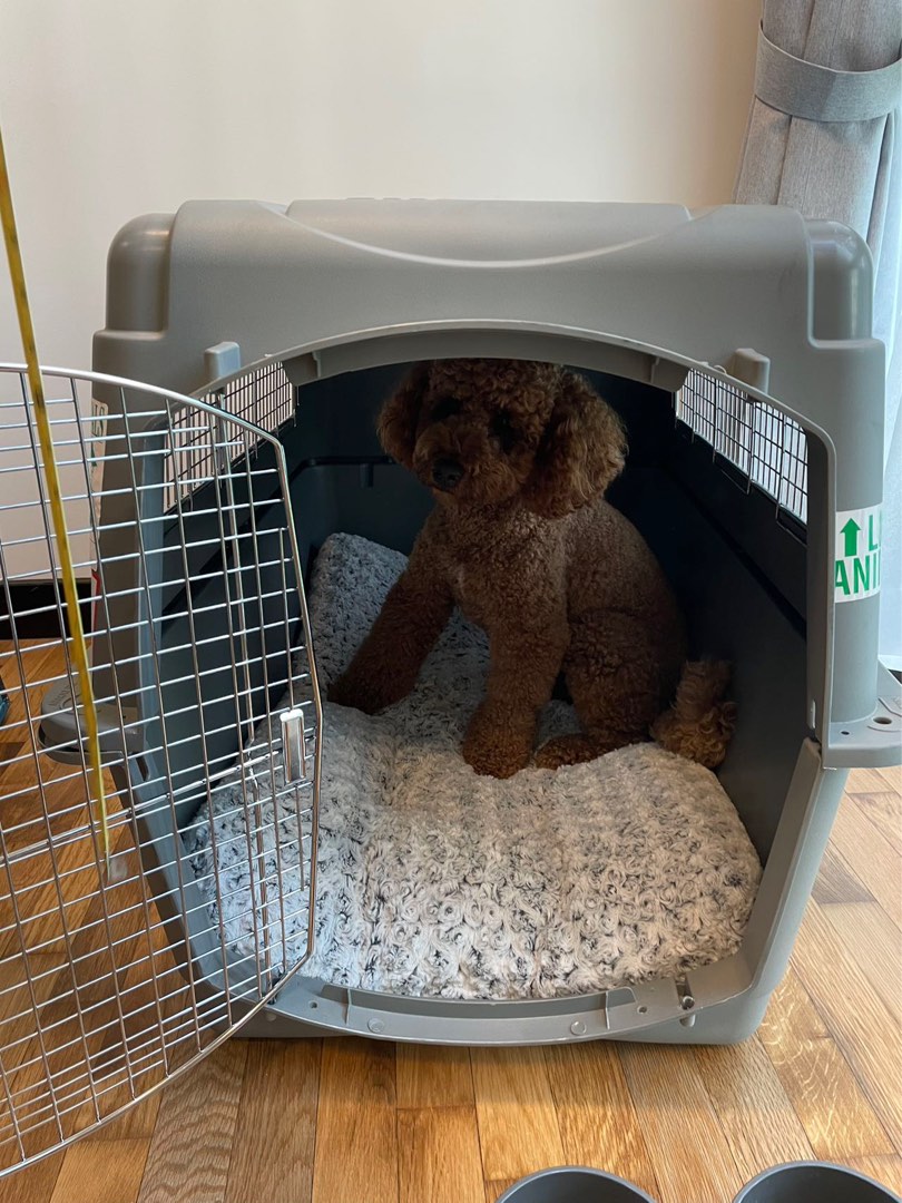 Dog crate_ airline approved pet carrier, Pet Supplies, Homes & Other