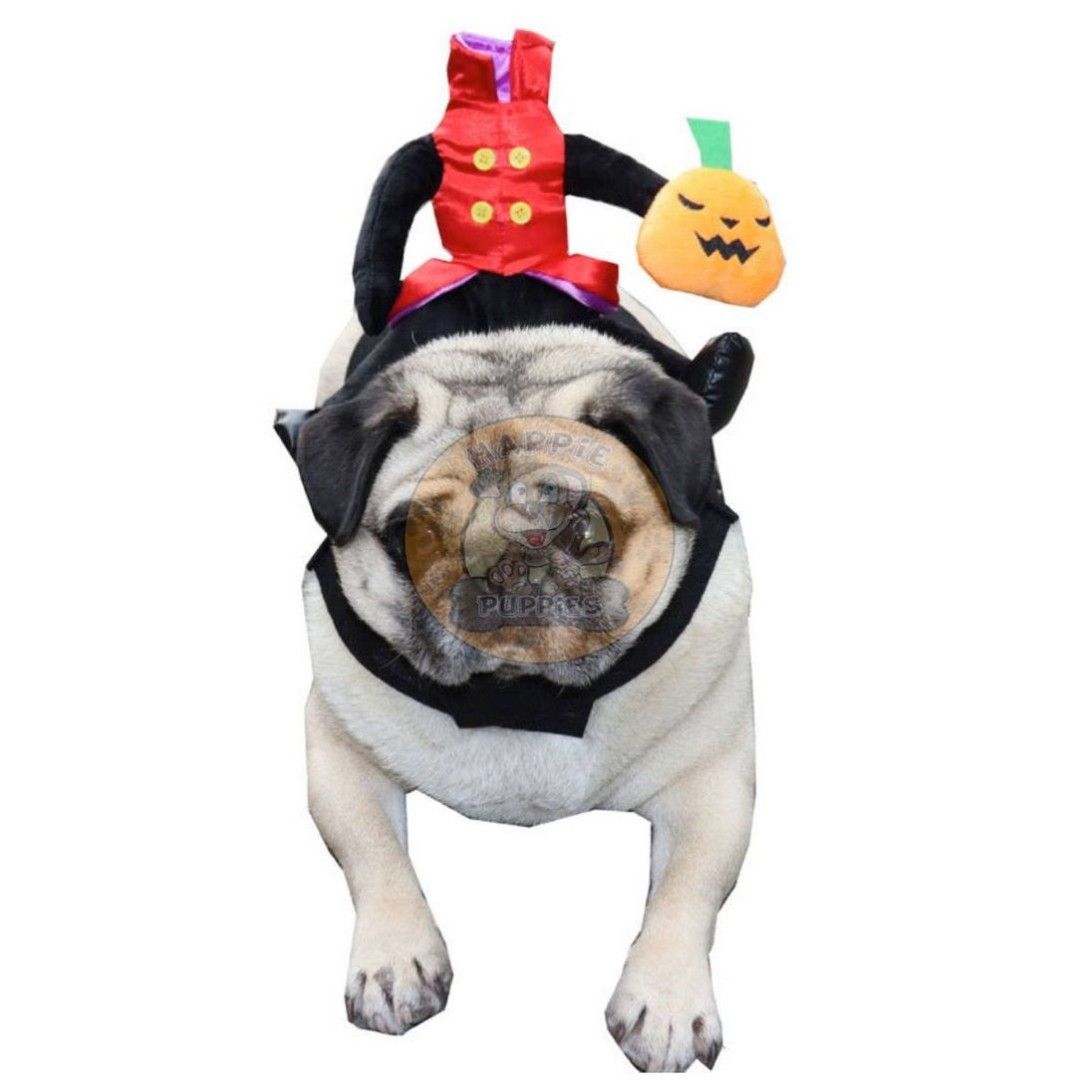 Halloween Headless Jack-o-Lantern 3D Pet Costume (Category: Homes & Other Pet Accessories) located in Manila. Submitted by queeniejoy88734 (Listing ID 1260657997, Image 3). Description: Halloween Headless Jack-o-Lantern 3D Pet Costume Size Chart: (Chest, Neck, Length) S - 38 to 43 cm, 22 to 30 cm, 18 cm M - 44 to 47 cm, 30 to 34 cm, 21 cm L - 48 to 56 cm, 36 to 40 cm, 23 cm XL - 54 to 64 cm, 38 to 46 cm, 28 cm Price: Php 380 . 📝Note: Please allo