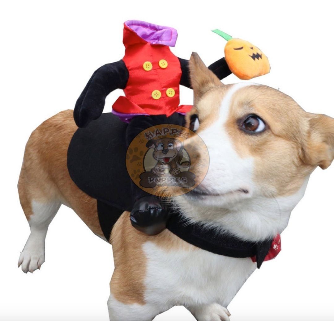 Halloween Headless Jack-o-Lantern 3D Pet Costume (Category: Homes & Other Pet Accessories) located in Manila. Submitted by queeniejoy88734 (Listing ID 1260657997, Image 2). Description: Halloween Headless Jack-o-Lantern 3D Pet Costume Size Chart: (Chest, Neck, Length) S - 38 to 43 cm, 22 to 30 cm, 18 cm M - 44 to 47 cm, 30 to 34 cm, 21 cm L - 48 to 56 cm, 36 to 40 cm, 23 cm XL - 54 to 64 cm, 38 to 46 cm, 28 cm Price: Php 380 . 📝Note: Please allo