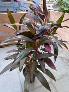 （分類：）位於 。 由 brollomatic 提交（商品編號 1260692031，圖片 1）。簡介： 。