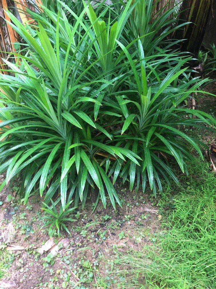 Pandan leaves, Furniture & Home Living, Gardening, Plants & Seeds on