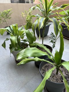 （分類：）位於 。 由 brollomatic 提交（商品編號 1260691836，圖片 1）。簡介： 。