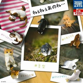 由 jibing (刊登 ID 1260691606，圖片 1) 提交，位於 的 (類別：)，說明：。