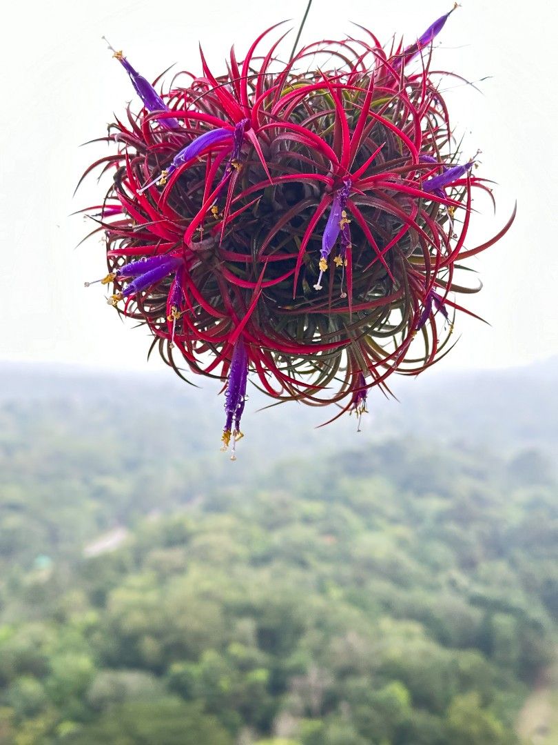 Tillandsia Ionantha ball clump hanging, Furniture & Home Living