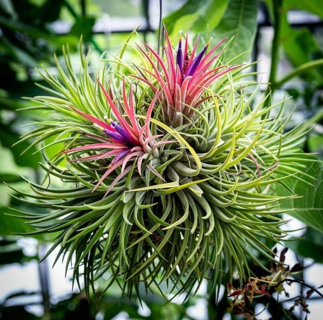 Tillandsia Ionantha ball clump hanging, Furniture & Home Living