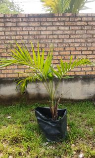 (Category: ) located in . Submitted by wannajmuddin (Listing ID 1260886912, Image 1). Description: .