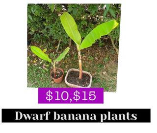 (Category: ) located in . Submitted by bhoomimitra12 (Listing ID 1260852428, Image 1). Description: .