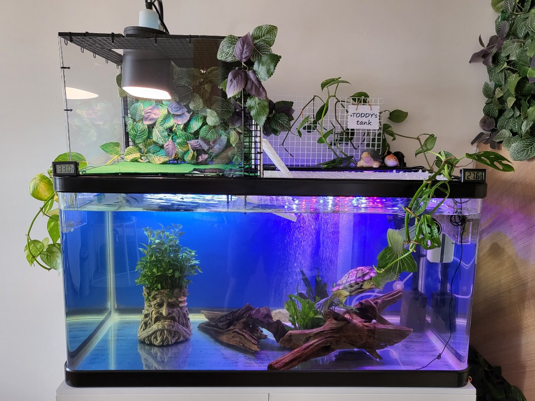 Custom, LED and Acrylic best turtle aquarium Aquariums 