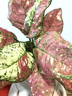 Aglaonema Tri Colour