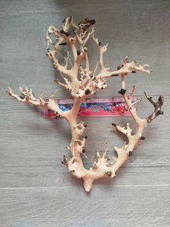 Aquarium Driftwood Bonsai