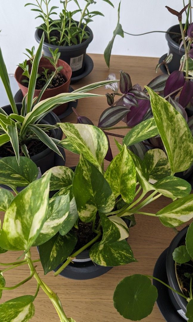 Assorted indoor plants for Sale, Furniture & Home Living, Gardening
