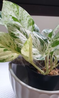 (Category: ) located in . Submitted by PlantB (Listing ID 1257938291, Image 1). Description: .