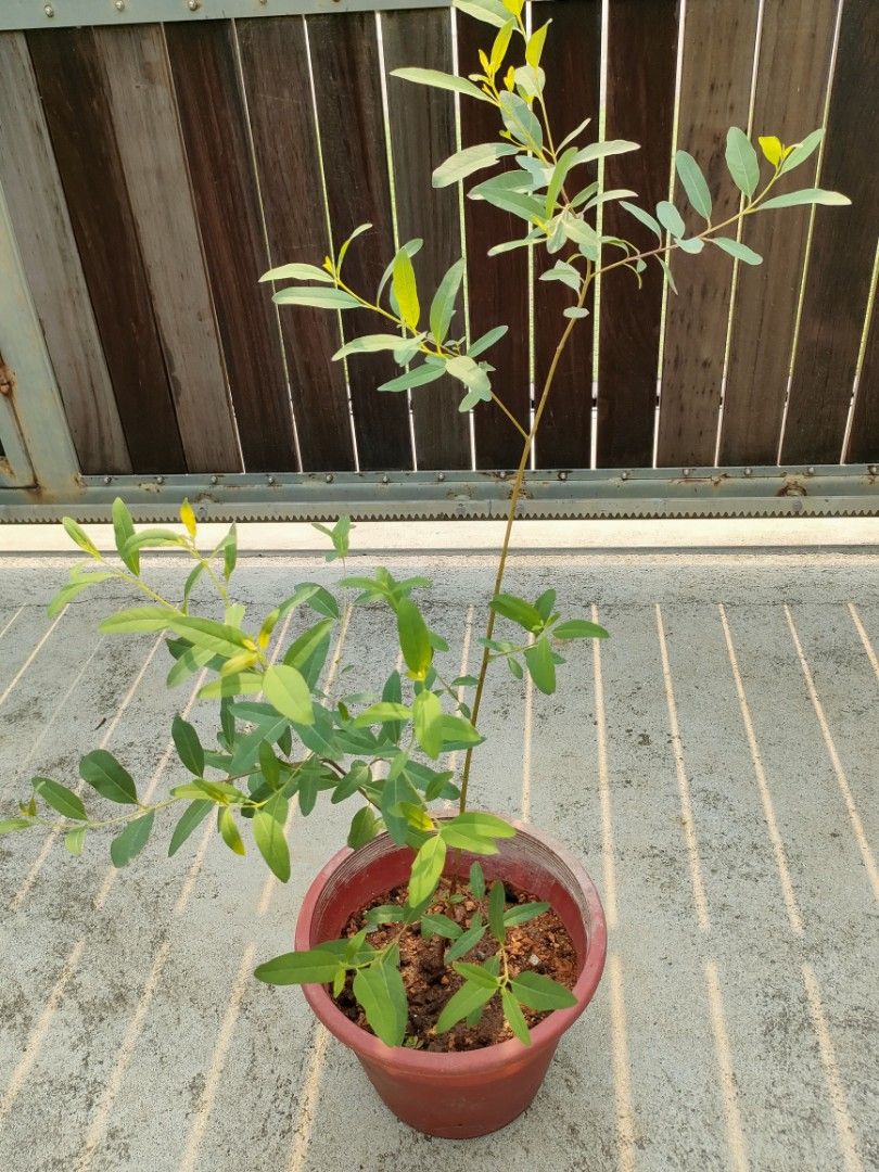 Eucalyptus 'Lemon Bush