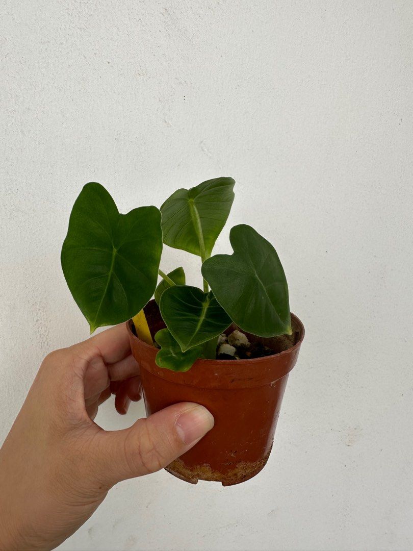 silver philodendron Philodendron 'Silver Sword'
