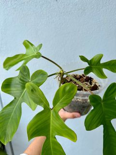 (Category: ) located in . Submitted by smallaroidgarden (Listing ID 1257895009, Image 1). Description: .