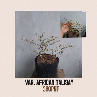 Variegated African Talisay