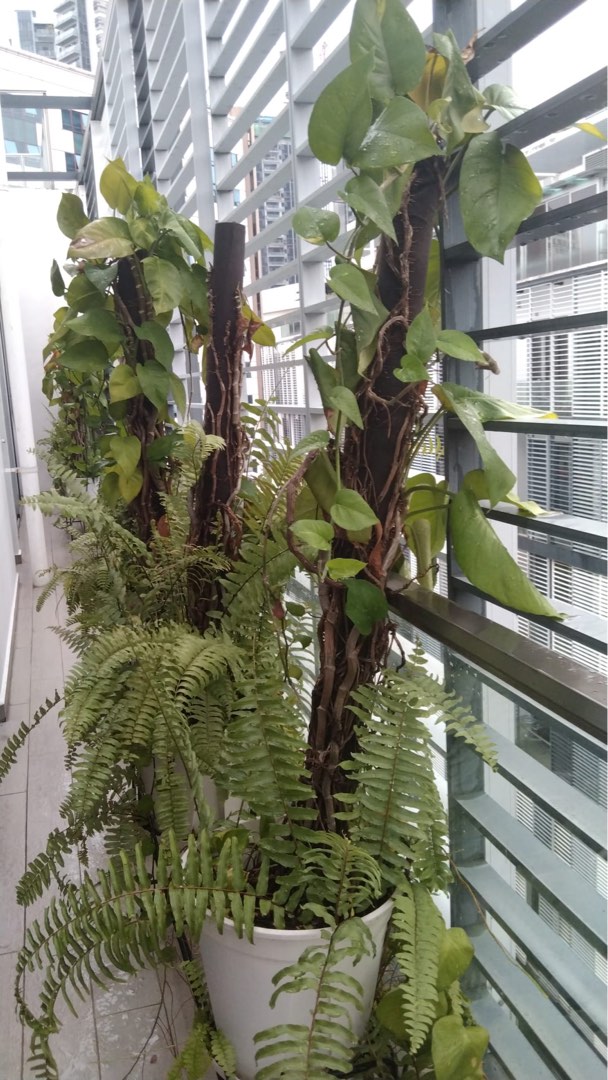 12 outdoor plants to go (10 each), Furniture & Home Living, Gardening