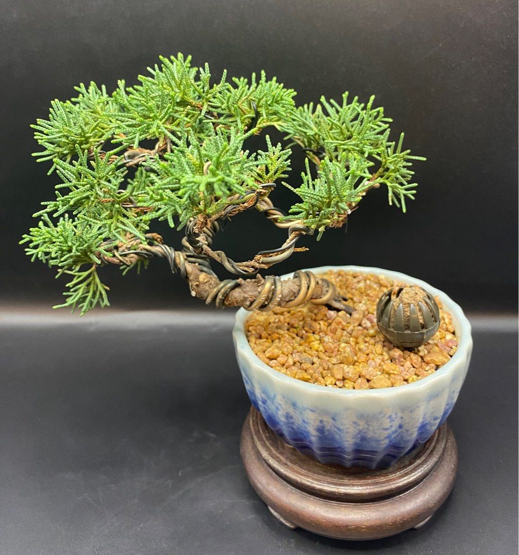 造型濟州真柏盆景, 傢俬＆家居, 園藝, 植物及種子- Carousell