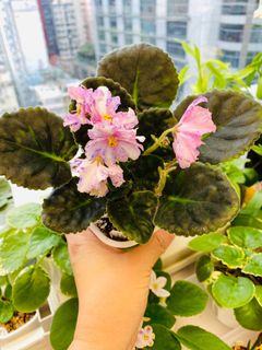 （分類：）位於 。 由 ellioo 提交（商品編號 1261061454，圖片 1）。簡介： 。