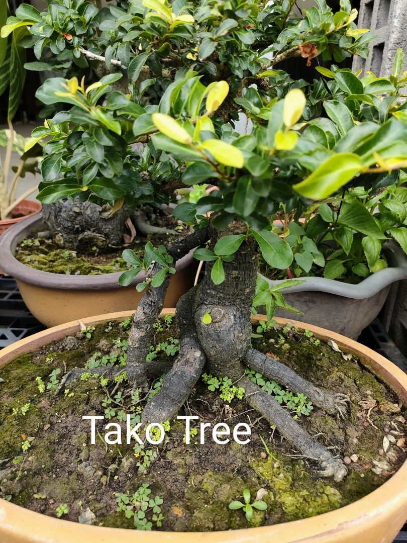 Bonsai Thailand Tako tree, Furniture & Home Living, Gardening, Plants &  Seeds on Carousell