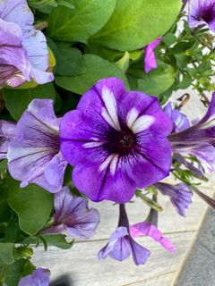 (Category: ) located in . Submitted by plantsman (Listing ID 1261036076, Image 1). Description: .