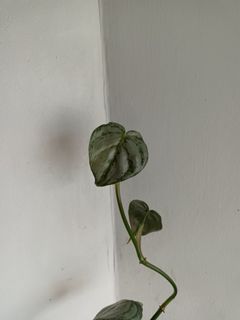 （分類：）位於 。 由 blurrybeing 提交（商品編號 1261005828，圖片 1）。簡介： 。