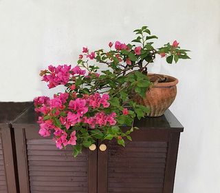 (Category: ) located in . Submitted by penjing (Listing ID 1261017261, Image 1). Description: .