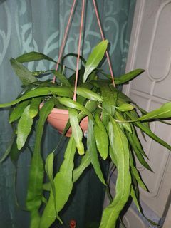 Epiphyllum Queen of the Night 昙花