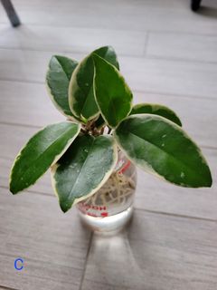 （分類：）位於 。 由 yilian90 提交（商品編號 1261223144，圖片 1）。簡介： 。