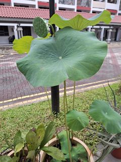 (Category: ) located in . Submitted by winnie_koh (Listing ID 1261162248, Image 1). Description: .