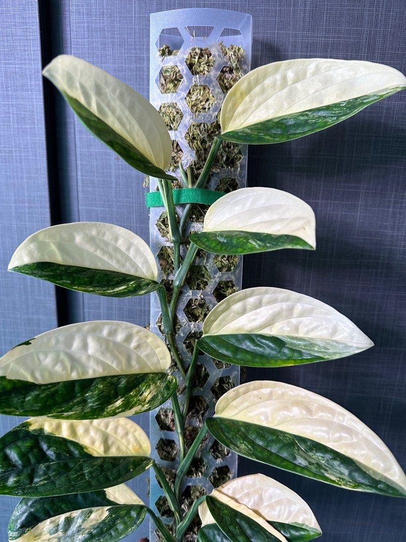 Monstera Karstenianum Peru Variegated, Furniture & Home Living ...