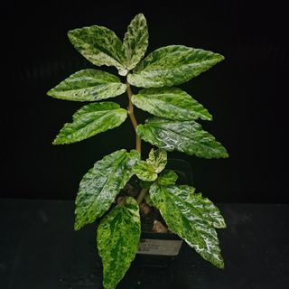 Epipremnum Pinnatum Yellow Variegated – Okanoka