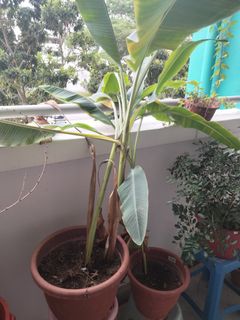 (Category: ) located in . Submitted by raghvendrapratapsngh77 (Listing ID 1261382273, Image 1). Description: .
