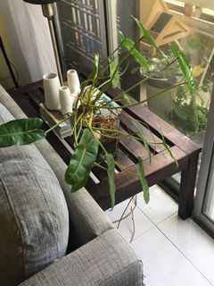 (Category: ) located in . Submitted by ___ui (Listing ID 1261355388, Image 1). Description: .