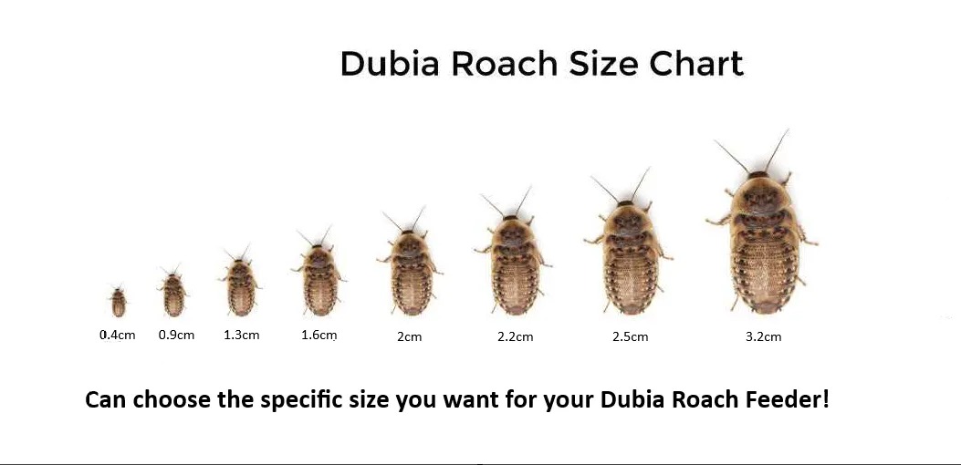 Stunning Dubia Roach Growth Feeder Requirements image