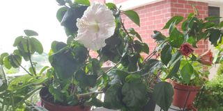 (Category: ) located in . Submitted by wslorelei (Listing ID 1261494939, Image 1). Description: .