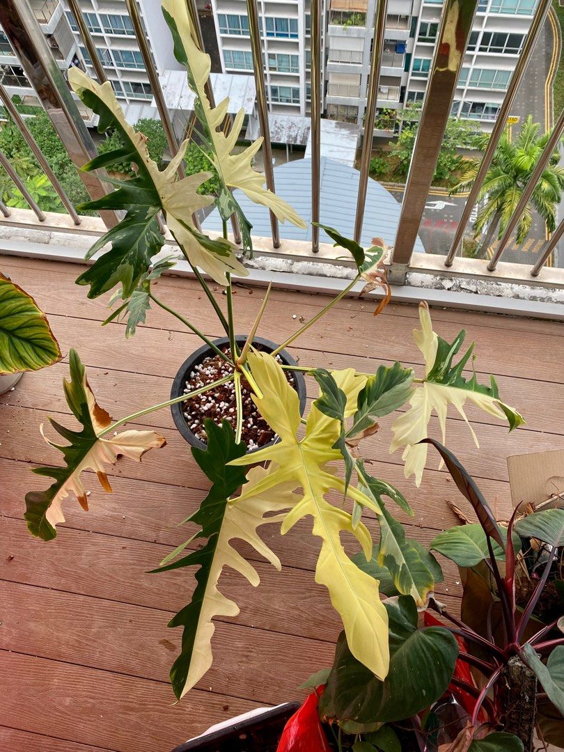 Philodendron Golden Dragon Variegated, Furniture & Home Living, Gardening,  Plants & Seeds on Carousell