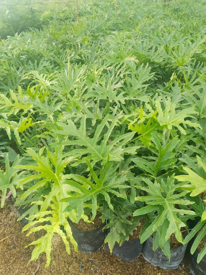 Selloum Philodendron Sahod Yaman Plant, Furniture & Home Living