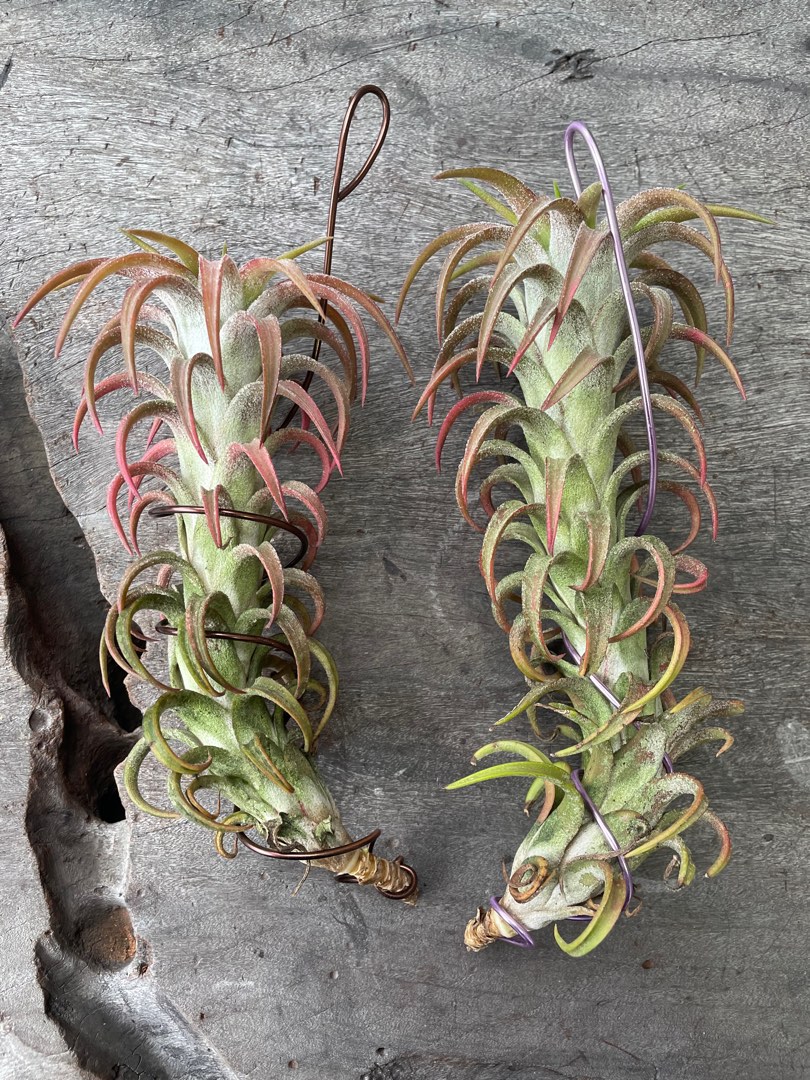 T. Vanhyningii red dragon, airplant tillandsia, Furniture & Home
