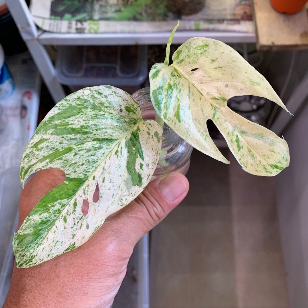 Epipremnum Pinnatum 'Yellow Variegated, Furniture & Home Living, Gardening,  Plants & Seeds on Carousell