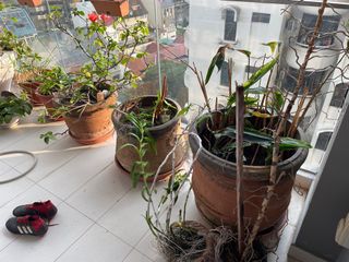 (Category: ) located in . Submitted by section8 (Listing ID 1261621125, Image 1). Description: .