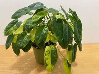 Planterboys - Philodendron Yellow Flame Variegata / Red Moon Variegata  #aroidaddicts #philodendronredmoonvariegata  #philodendronyellowflamevariegated