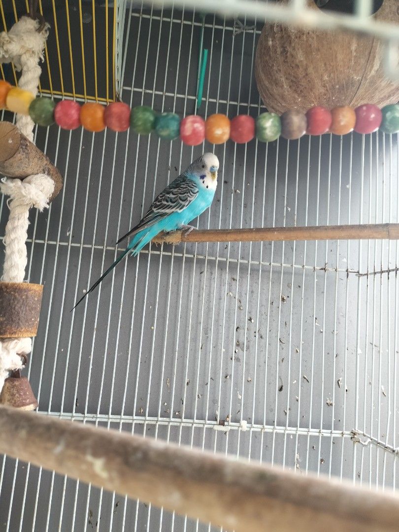 3 budgies with cage