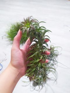 [ COLLECTOR'S RARE SPECIMEN ] Tillandsia Ionantha Vanhyningii ' Red Dragon ' Selected Clone Form