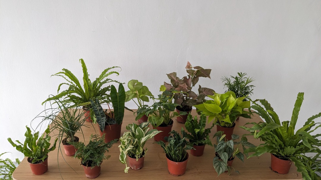 Assorted Indoor Plants for Sale, Furniture & Home Living, Gardening