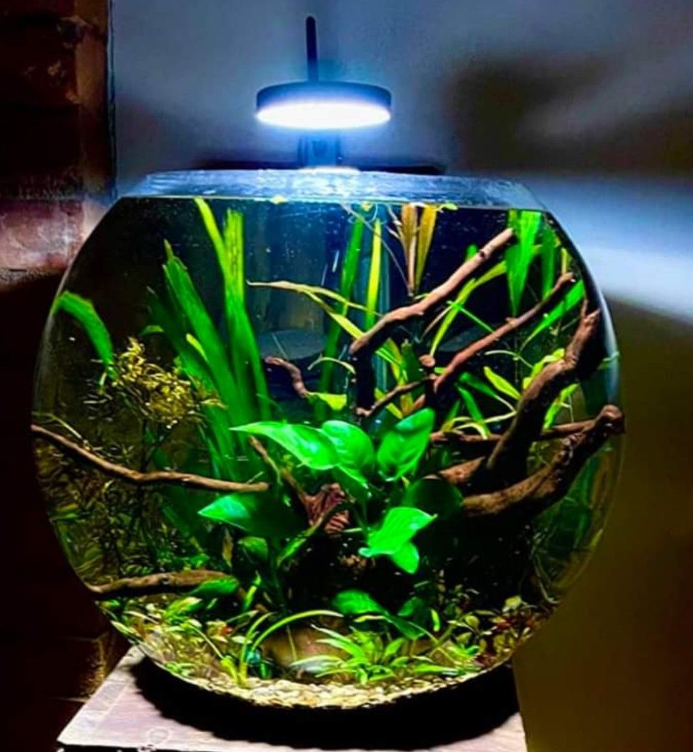 Globe fish tank dia. 10
