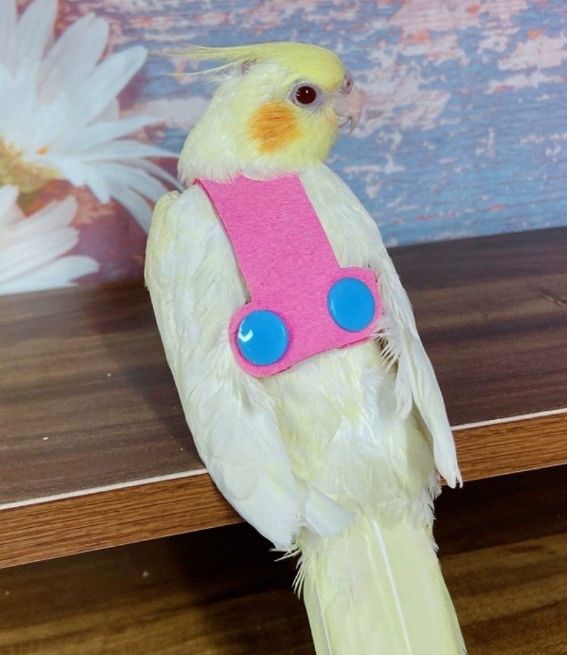 Lovebird parrot harness clothes with leash Pet Supplies Homes Other Pet Accessories on Carousell