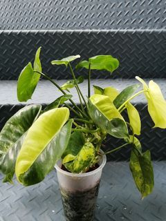 Planterboys - Philodendron Yellow Flame Variegata / Red Moon Variegata  #aroidaddicts #philodendronredmoonvariegata  #philodendronyellowflamevariegated