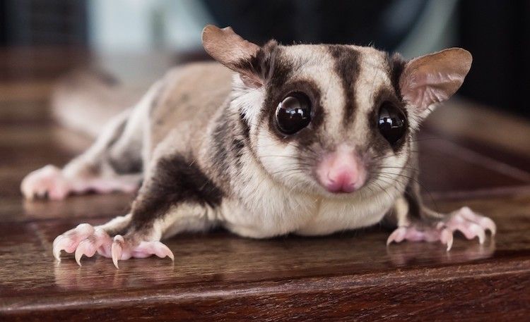 Sugar Glider letting it go for FREE Pet Supplies Homes Other