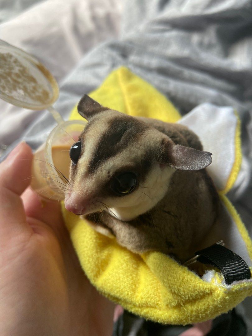 Selling 2025 sugar gliders
